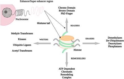 A Comprehensive Review of BET Protein Biochemistry, Physiology, and Pathological Roles